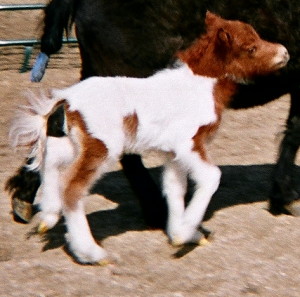 WildRose2days trotweb.JPG